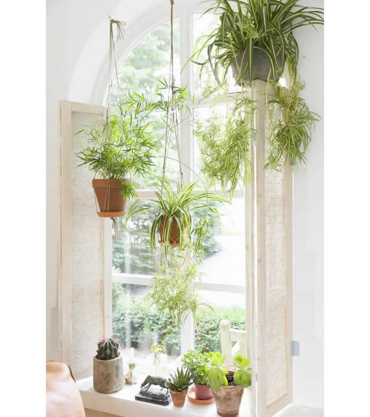 groene planten in hangende potten